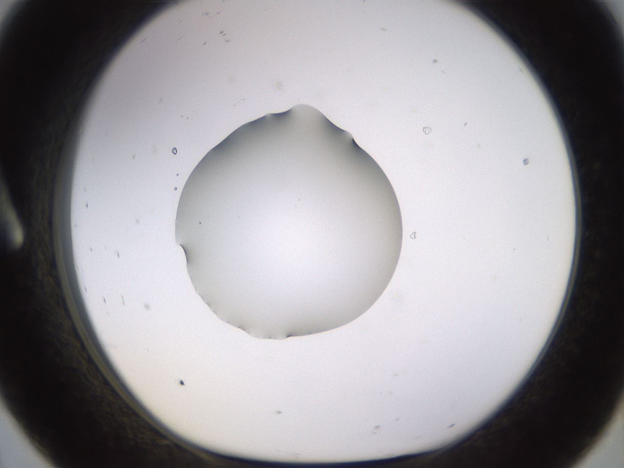 folderID564_plateID1564_batchID6311_wellNum8_profileID1_d1_r101858_ef.jpg