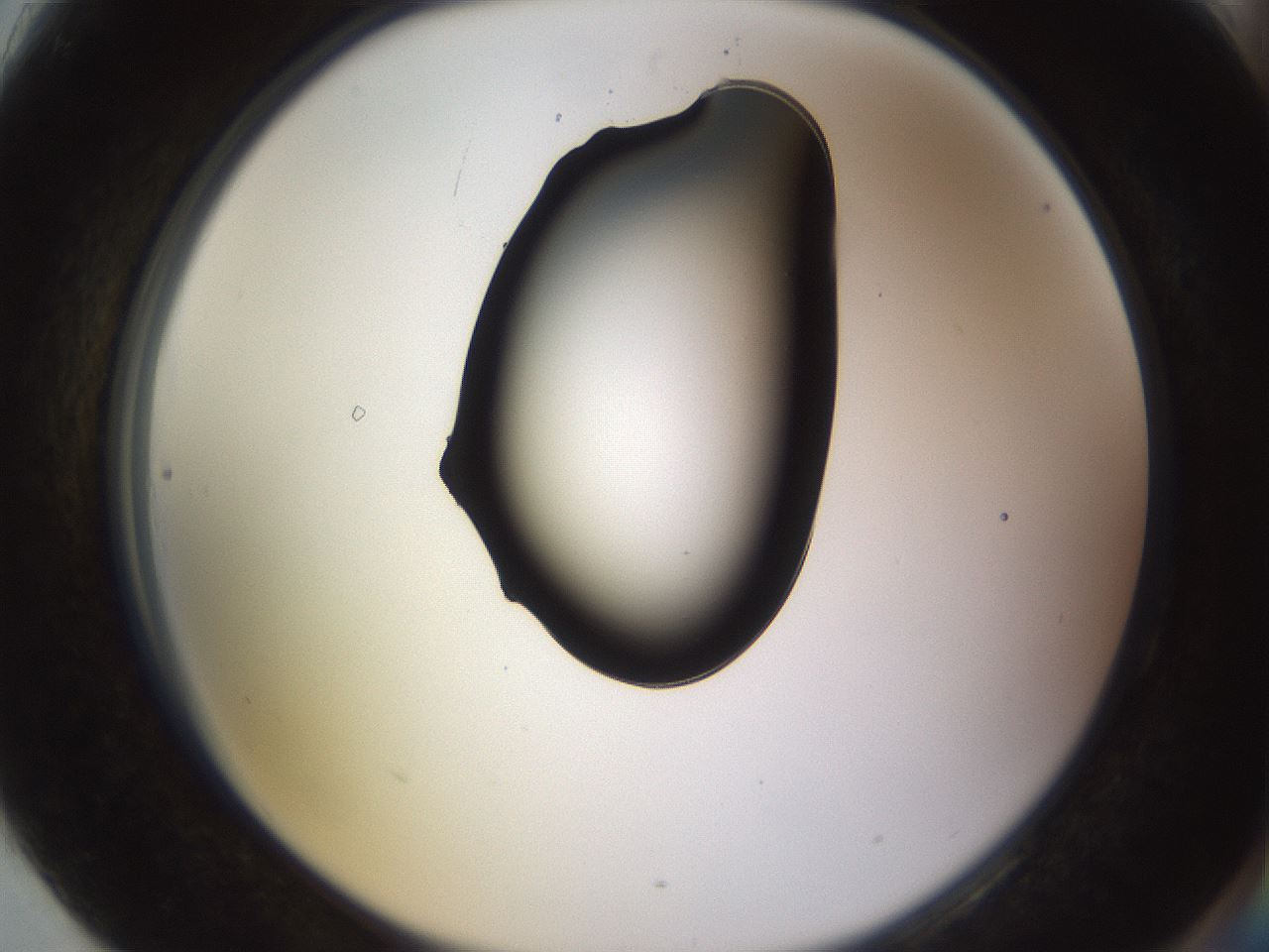 folderID564_plateID1564_batchID6311_wellNum90_profileID1_d2_r102023_ef.jpg