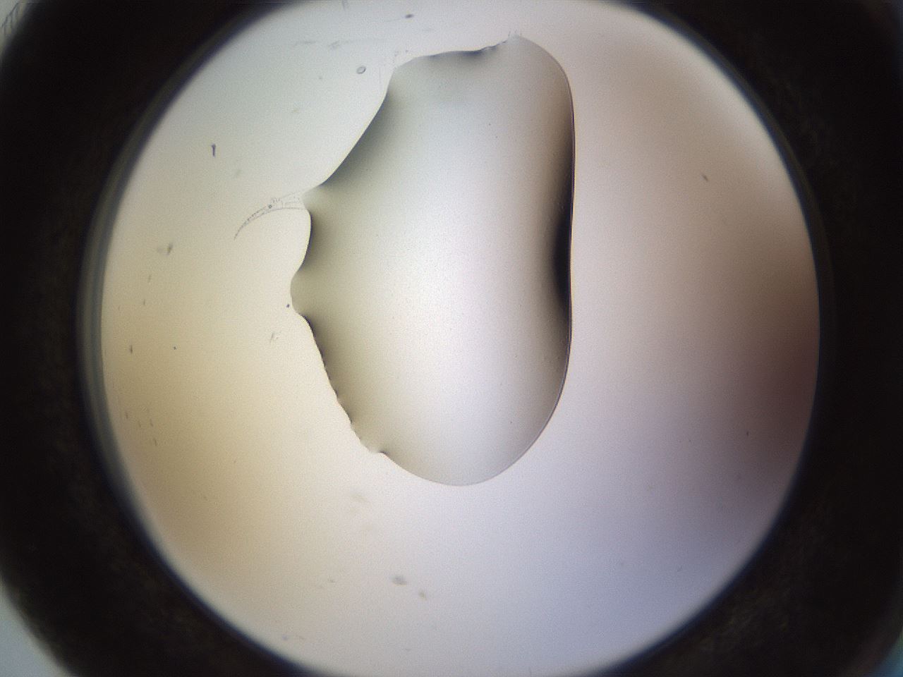 folderID564_plateID1564_batchID6311_wellNum91_profileID1_d2_r102025_ef.jpg