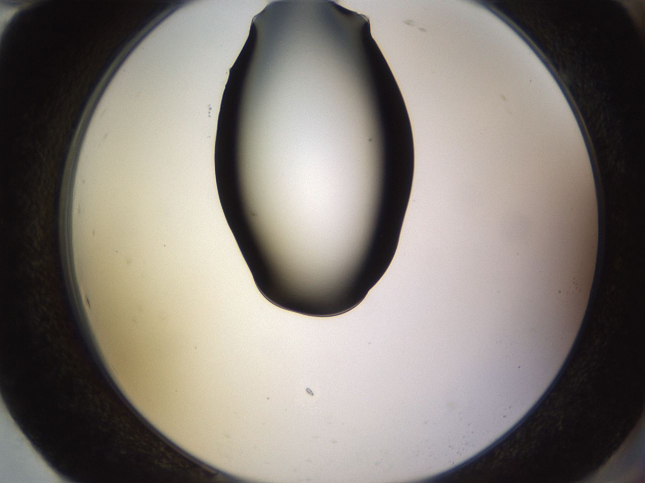 folderID564_plateID1564_batchID6311_wellNum94_profileID1_d2_r102031_ef.jpg