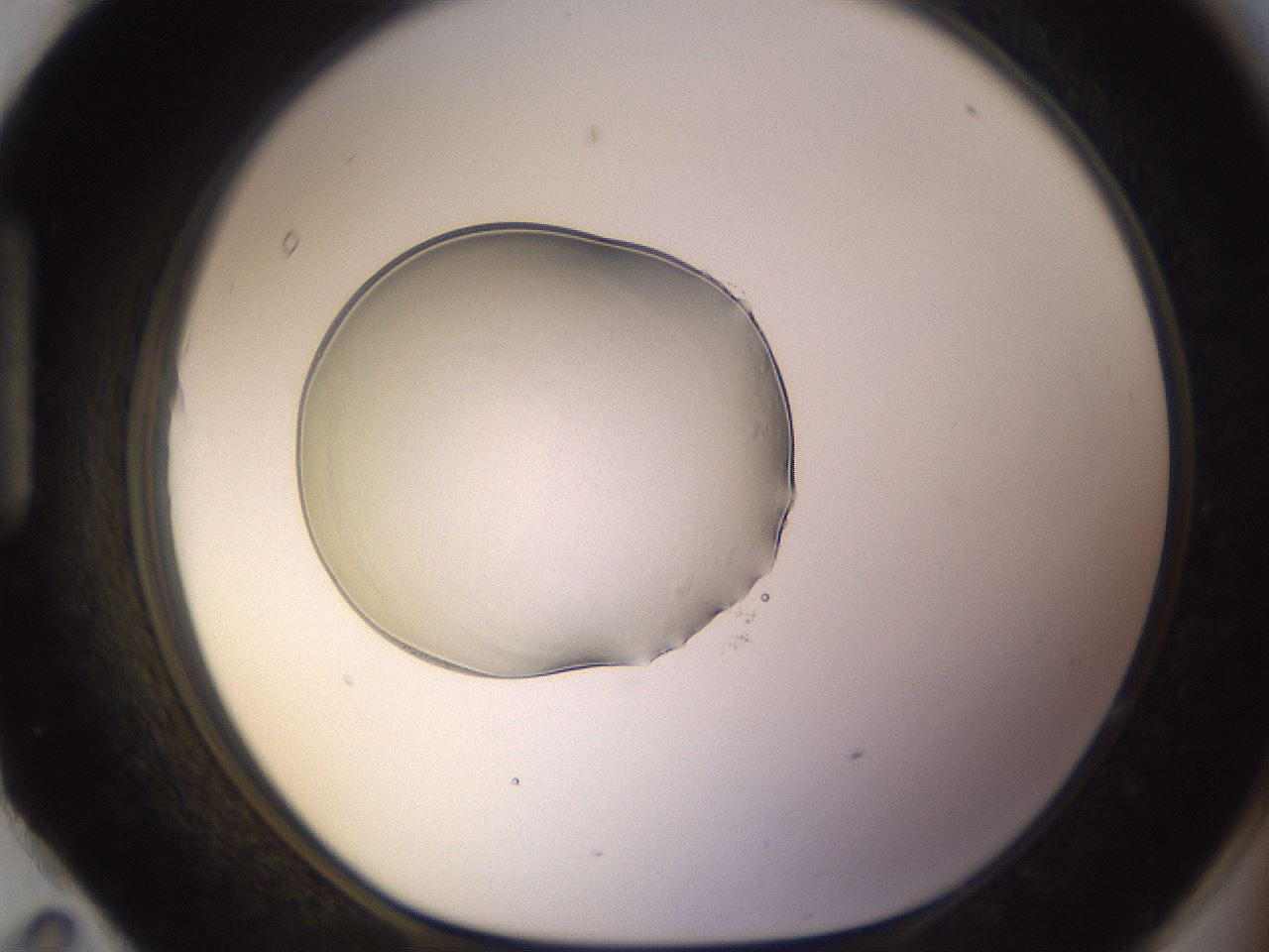 folderID564_plateID1564_batchID6311_wellNum95_profileID1_d1_r102032_ef.jpg