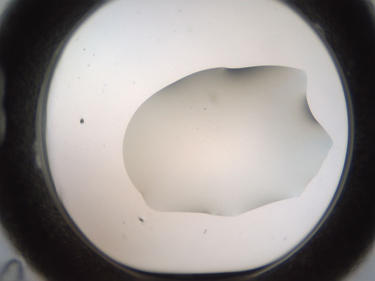 folderID564_plateID2564_batchID12853_wellNum23_profileID1_d1_r195391_ef.jpg