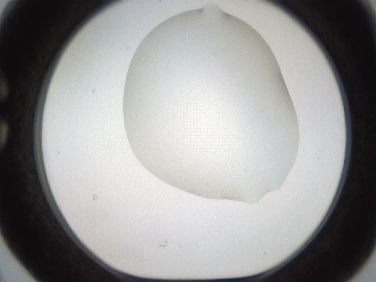folderID564_plateID2564_batchID12853_wellNum30_profileID1_d1_r195398_ef.jpg