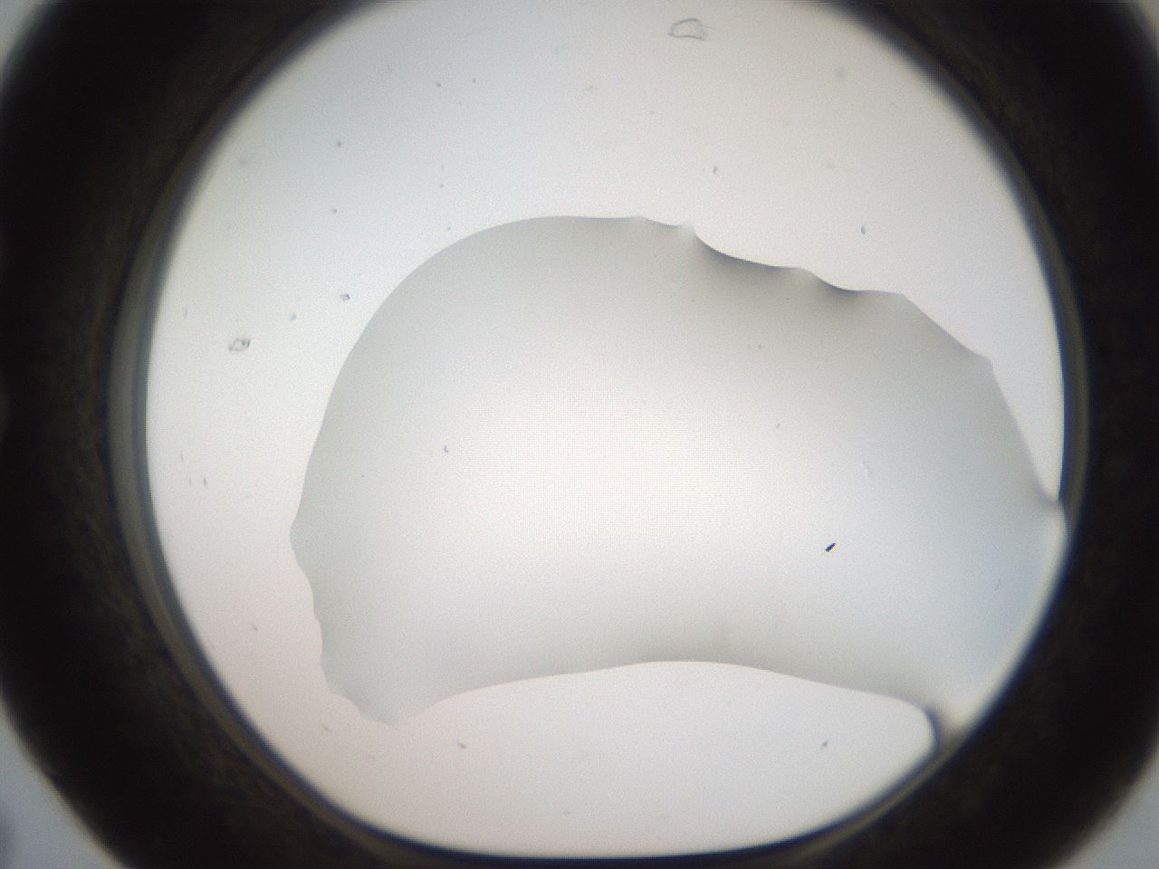 folderID564_plateID2564_batchID12853_wellNum31_profileID1_d1_r195399_ef.jpg
