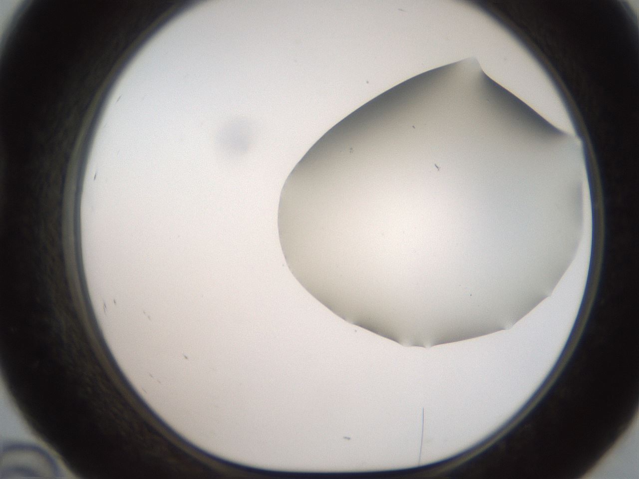 folderID564_plateID2564_batchID12853_wellNum46_profileID1_d1_r195414_ef.jpg