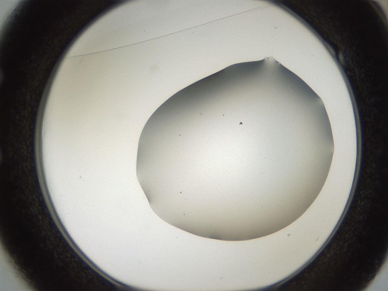 folderID564_plateID2564_batchID12853_wellNum49_profileID1_d1_r195417_ef.jpg