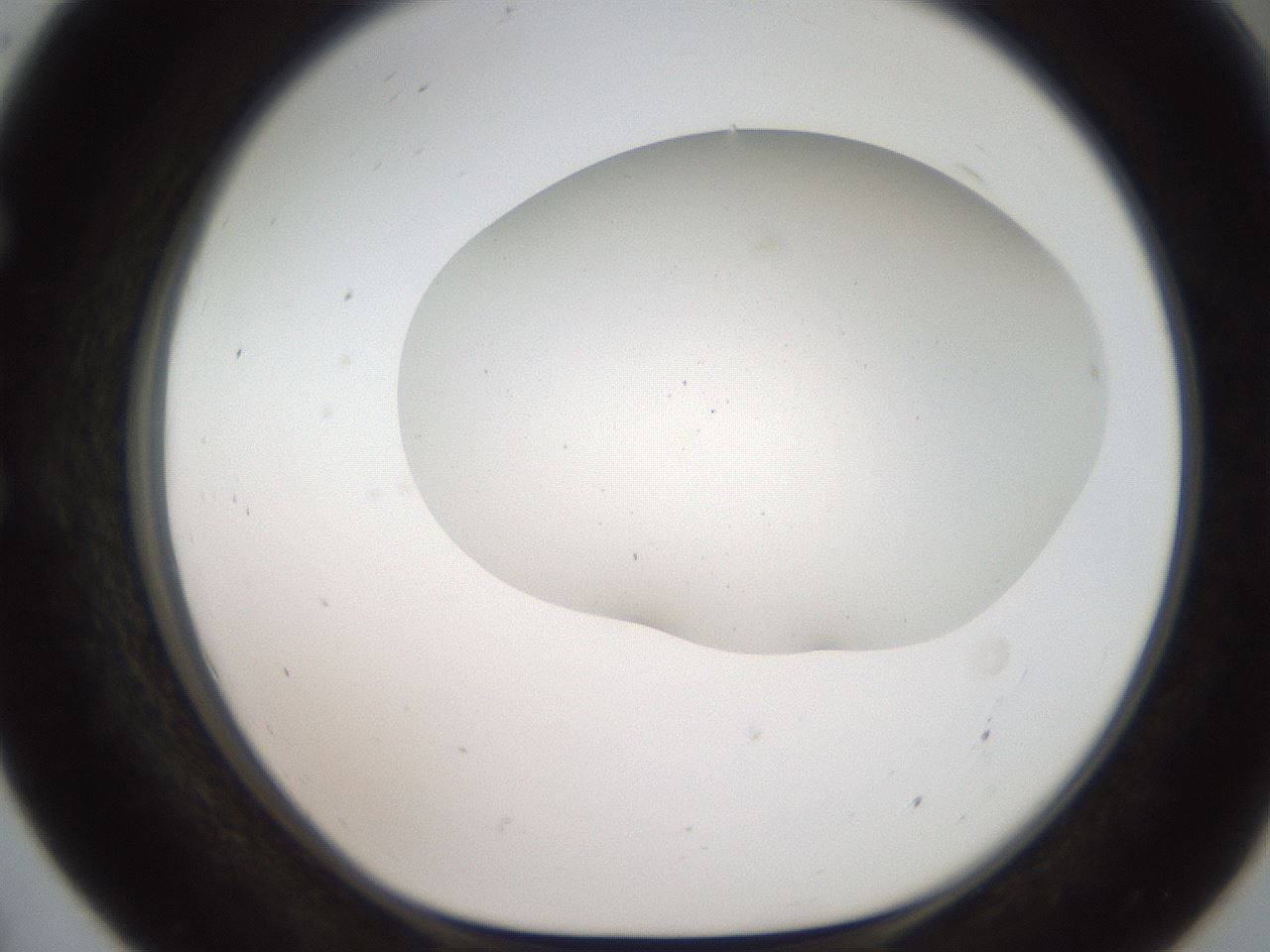 folderID564_plateID2564_batchID12853_wellNum55_profileID1_d1_r195423_ef.jpg