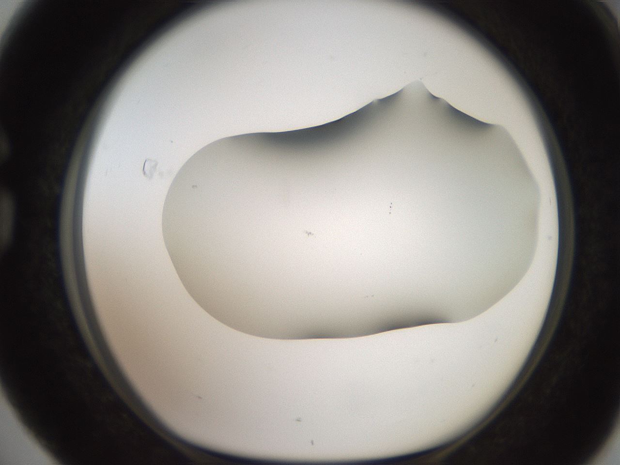 folderID564_plateID2564_batchID12853_wellNum76_profileID1_d1_r195444_ef.jpg