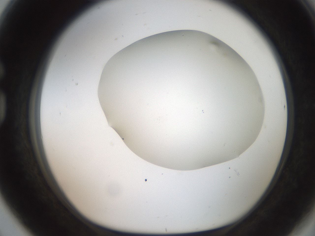 folderID564_plateID2564_batchID12853_wellNum80_profileID1_d1_r195448_ef.jpg
