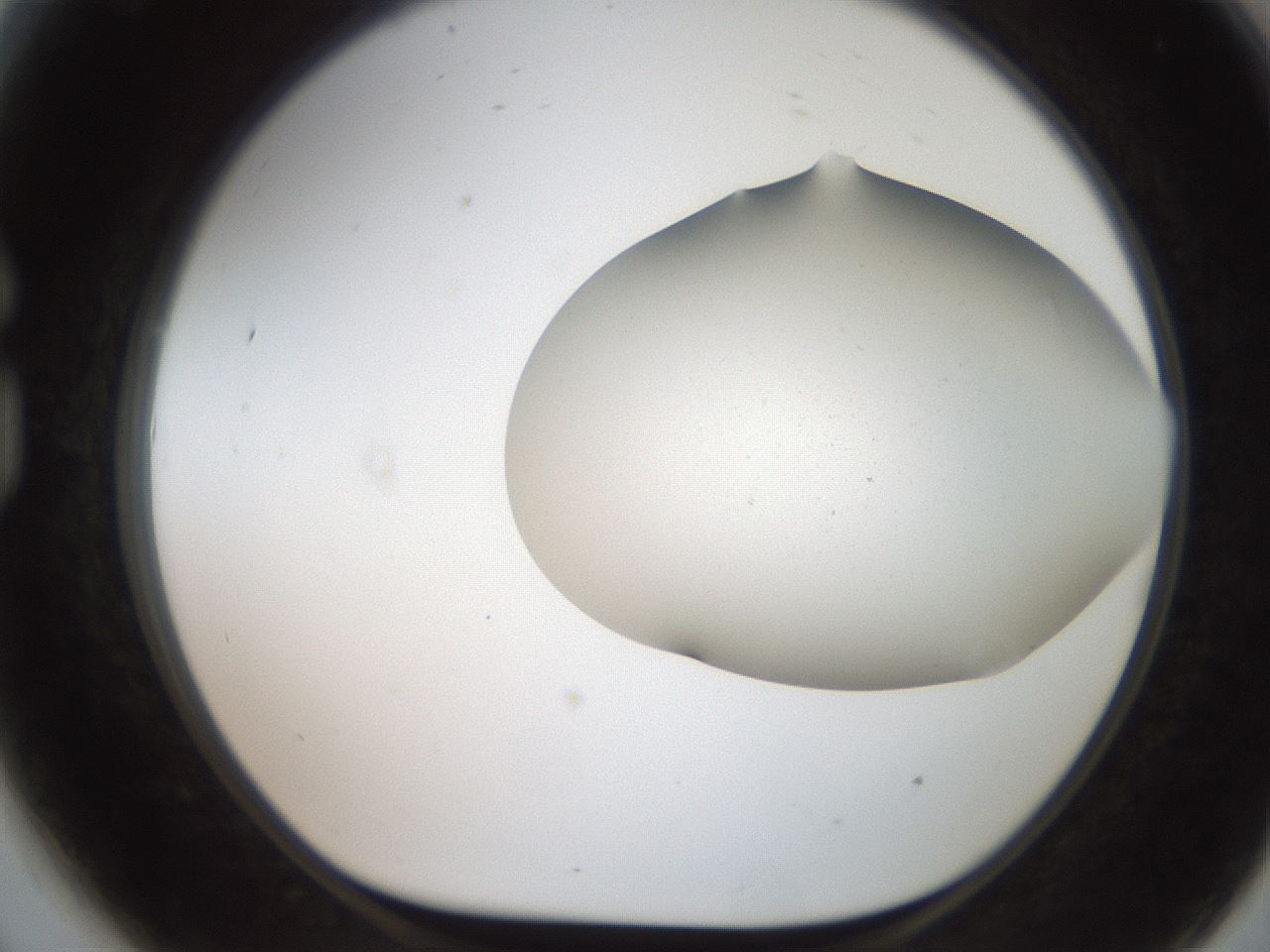folderID564_plateID2564_batchID12853_wellNum81_profileID1_d1_r195449_ef.jpg
