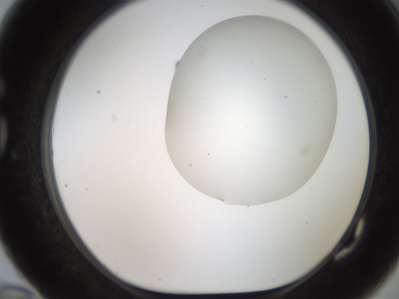 folderID564_plateID2564_batchID12853_wellNum82_profileID1_d1_r195450_ef.jpg
