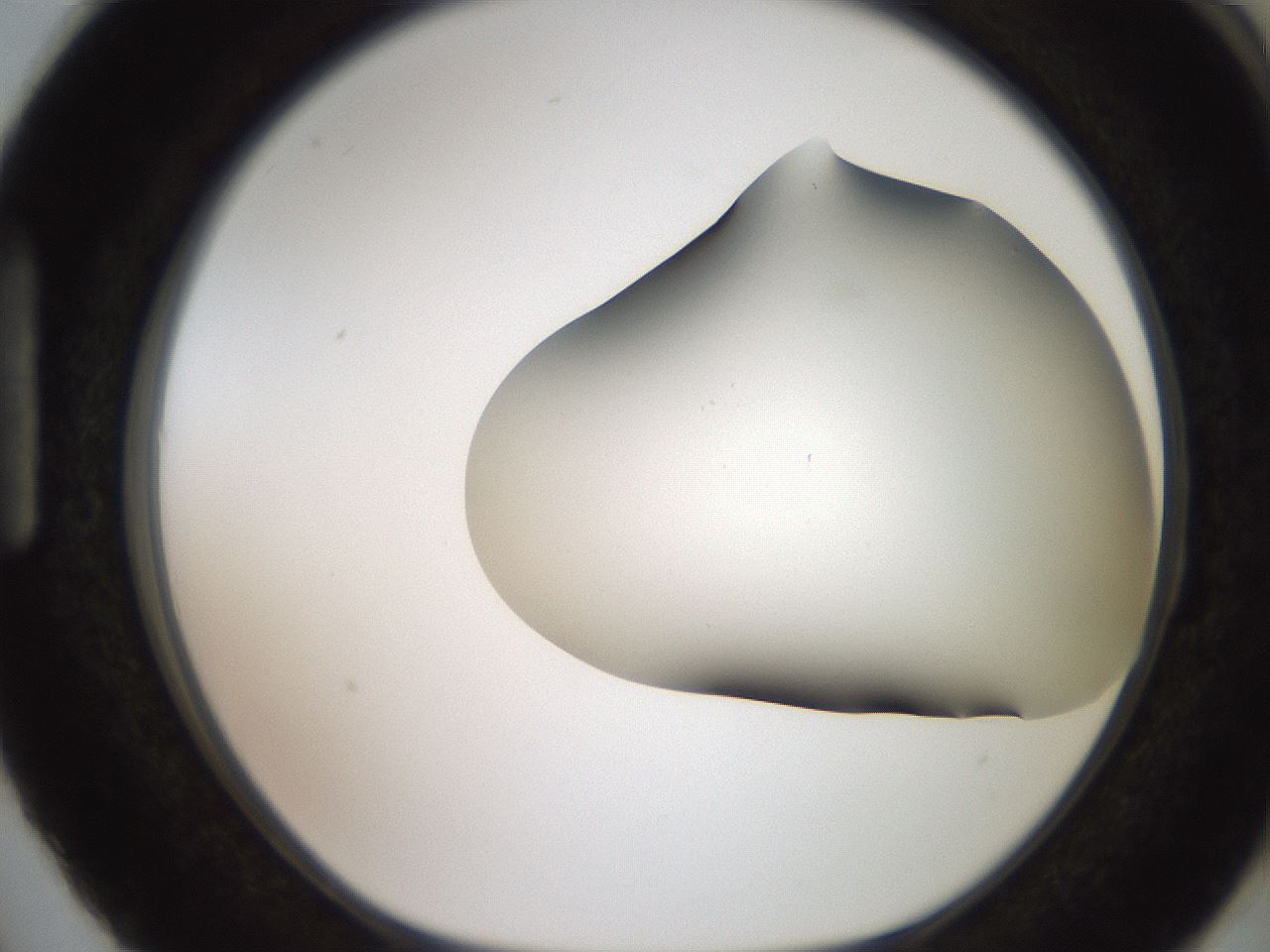 folderID564_plateID2564_batchID12853_wellNum87_profileID1_d1_r195455_ef.jpg