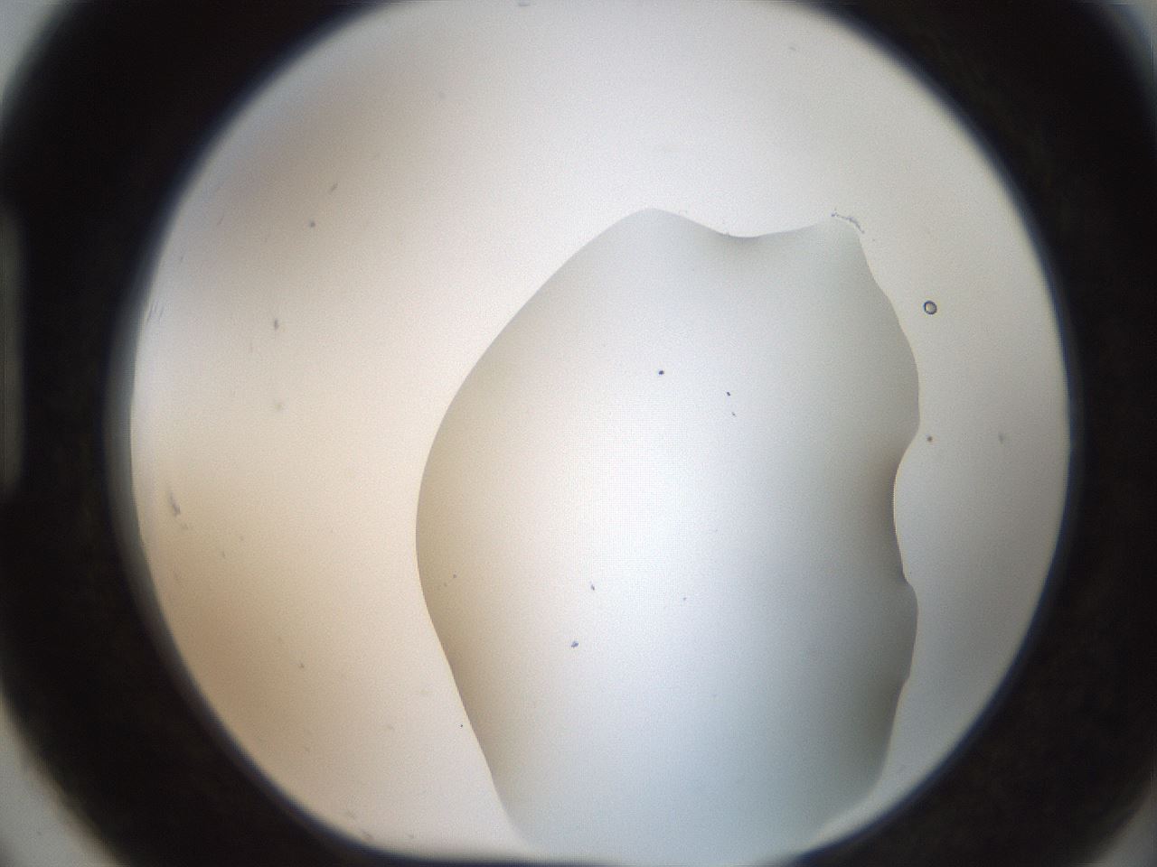 folderID564_plateID2564_batchID12853_wellNum91_profileID1_d1_r195459_ef.jpg