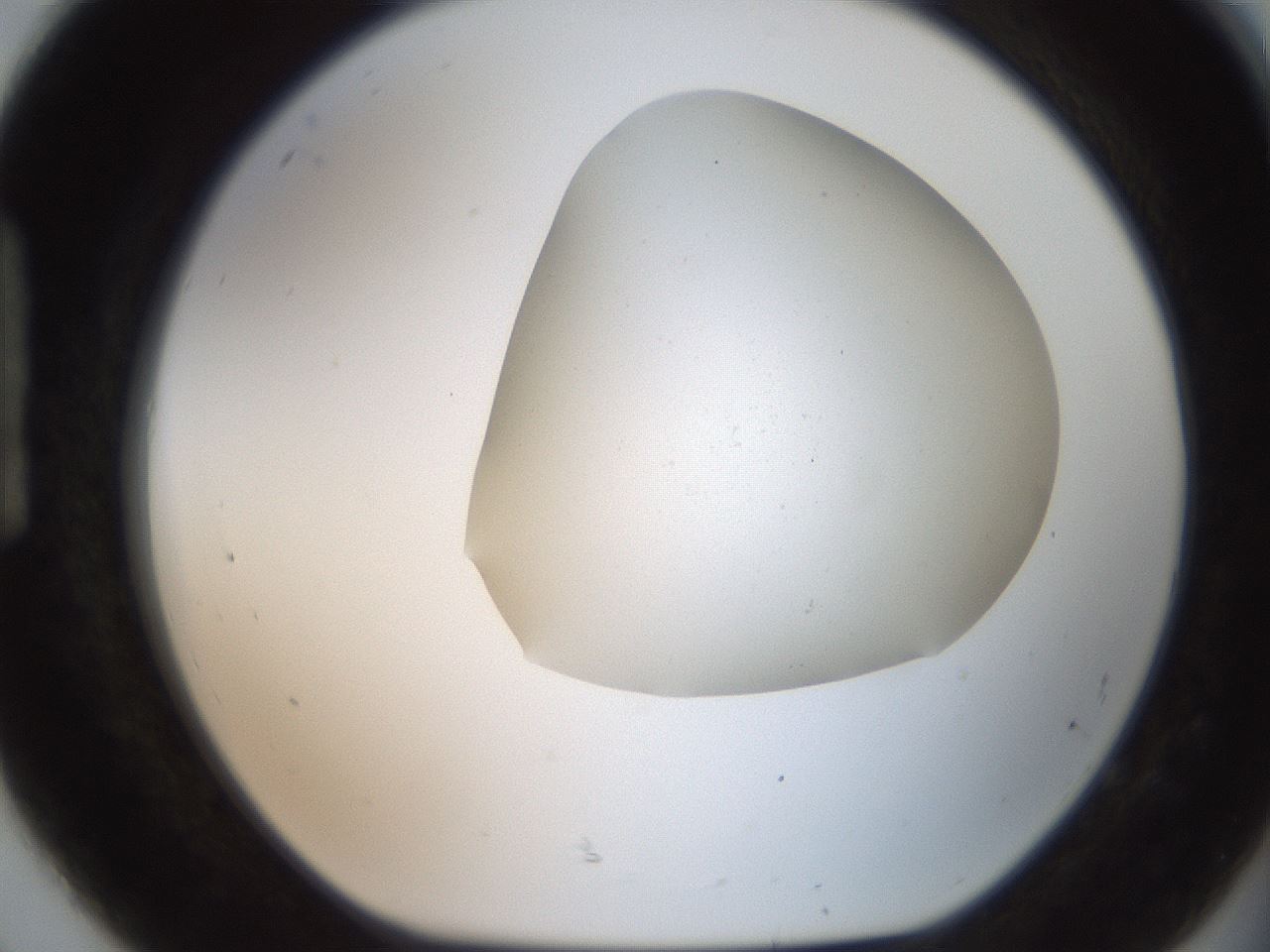 folderID564_plateID2564_batchID12853_wellNum92_profileID1_d1_r195460_ef.jpg