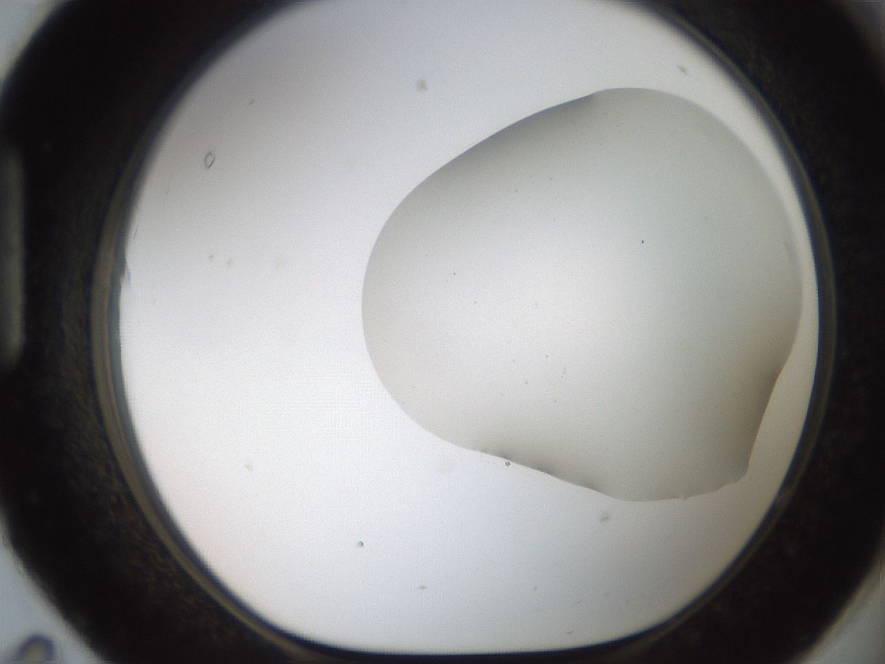 folderID564_plateID2564_batchID12853_wellNum95_profileID1_d1_r195463_ef.jpg