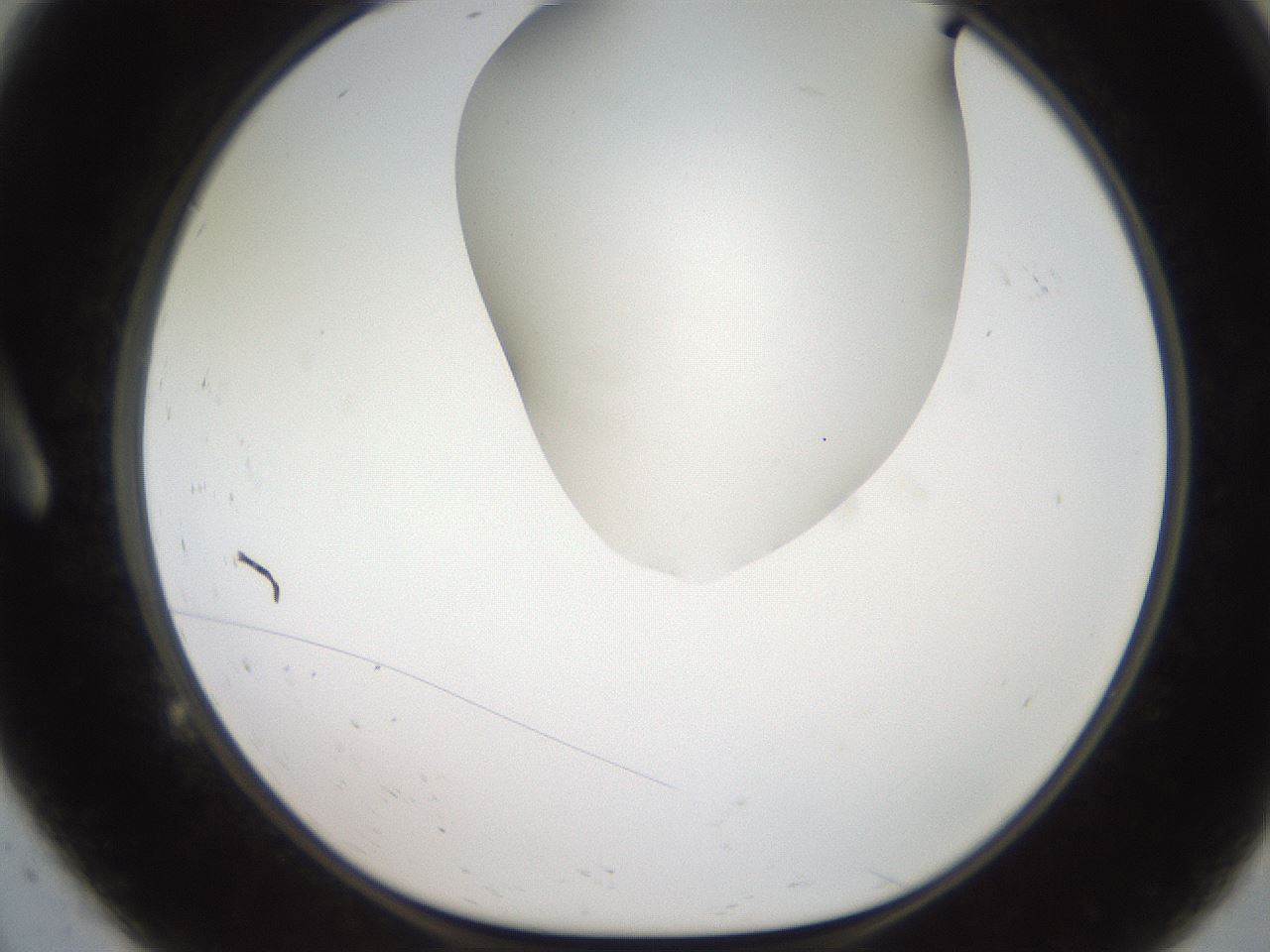 folderID564_plateID2564_batchID12853_wellNum9_profileID1_d1_r195377_ef.jpg