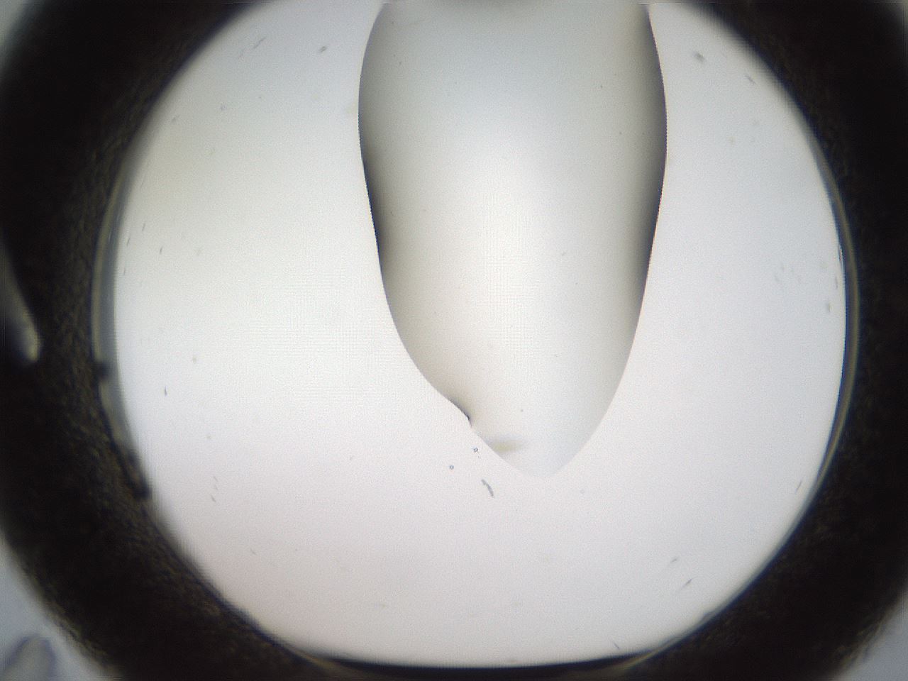 folderID564_plateID2564_batchID13022_wellNum11_profileID1_d1_r195379_ef.jpg
