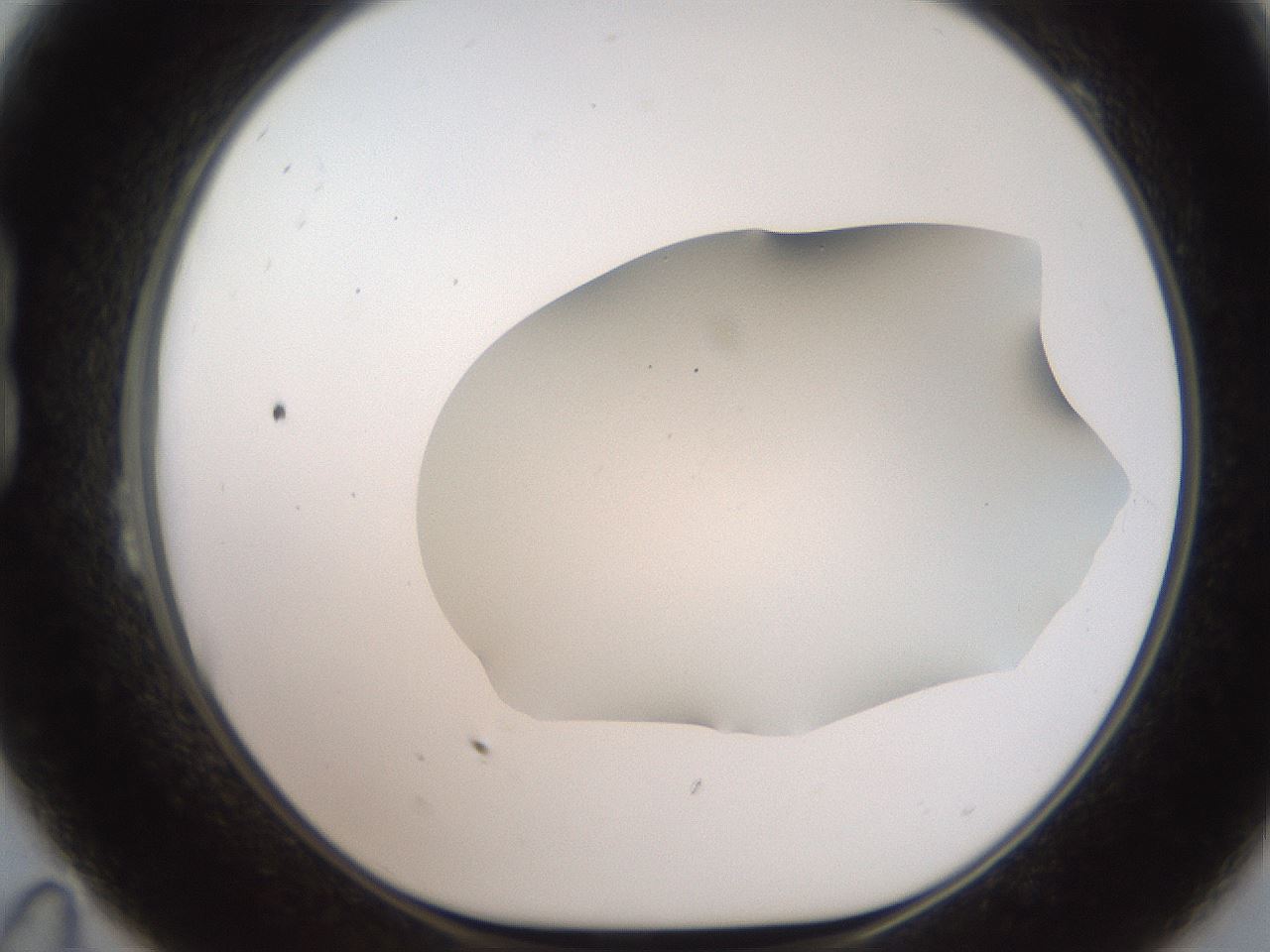 folderID564_plateID2564_batchID13022_wellNum23_profileID1_d1_r195391_ef.jpg