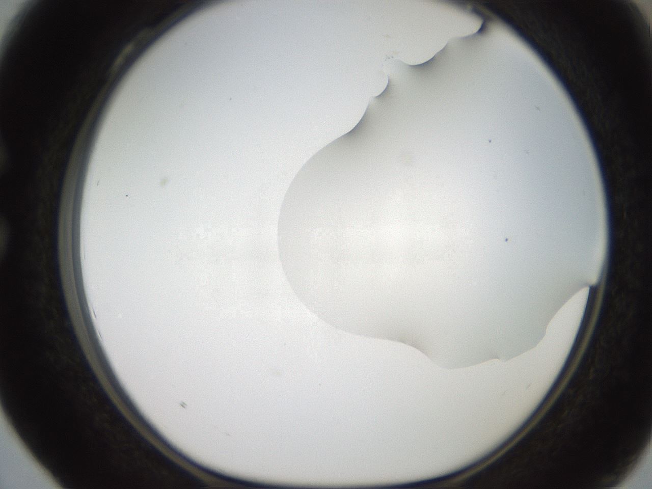 folderID564_plateID2564_batchID13022_wellNum28_profileID1_d1_r195396_ef.jpg