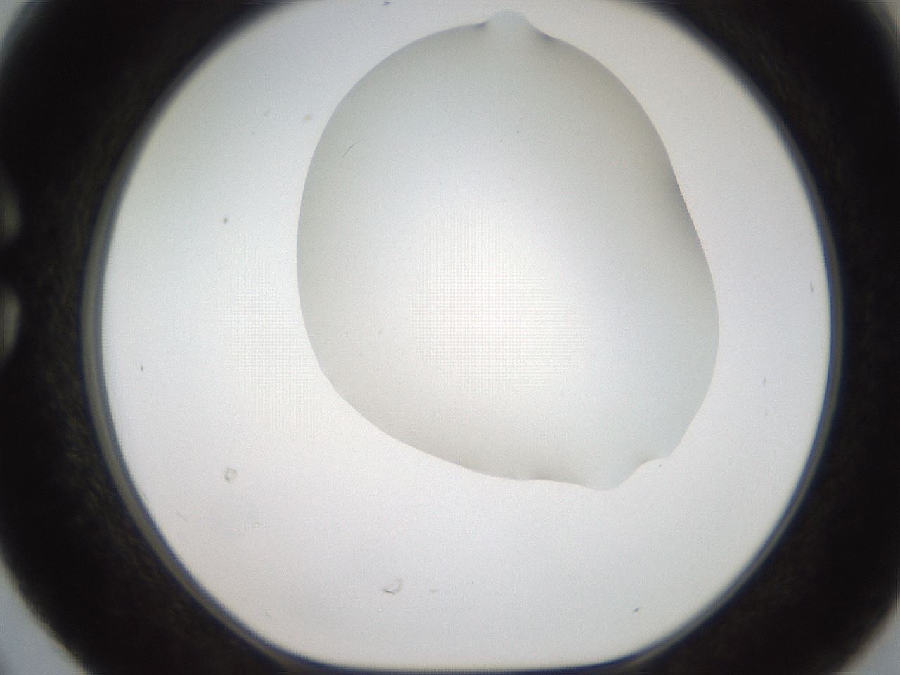 folderID564_plateID2564_batchID13022_wellNum30_profileID1_d1_r195398_ef.jpg