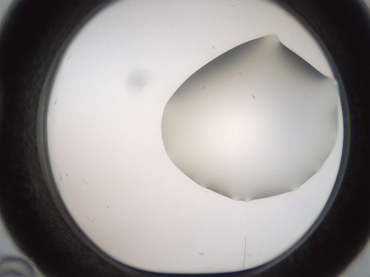 folderID564_plateID2564_batchID13022_wellNum46_profileID1_d1_r195414_ef.jpg