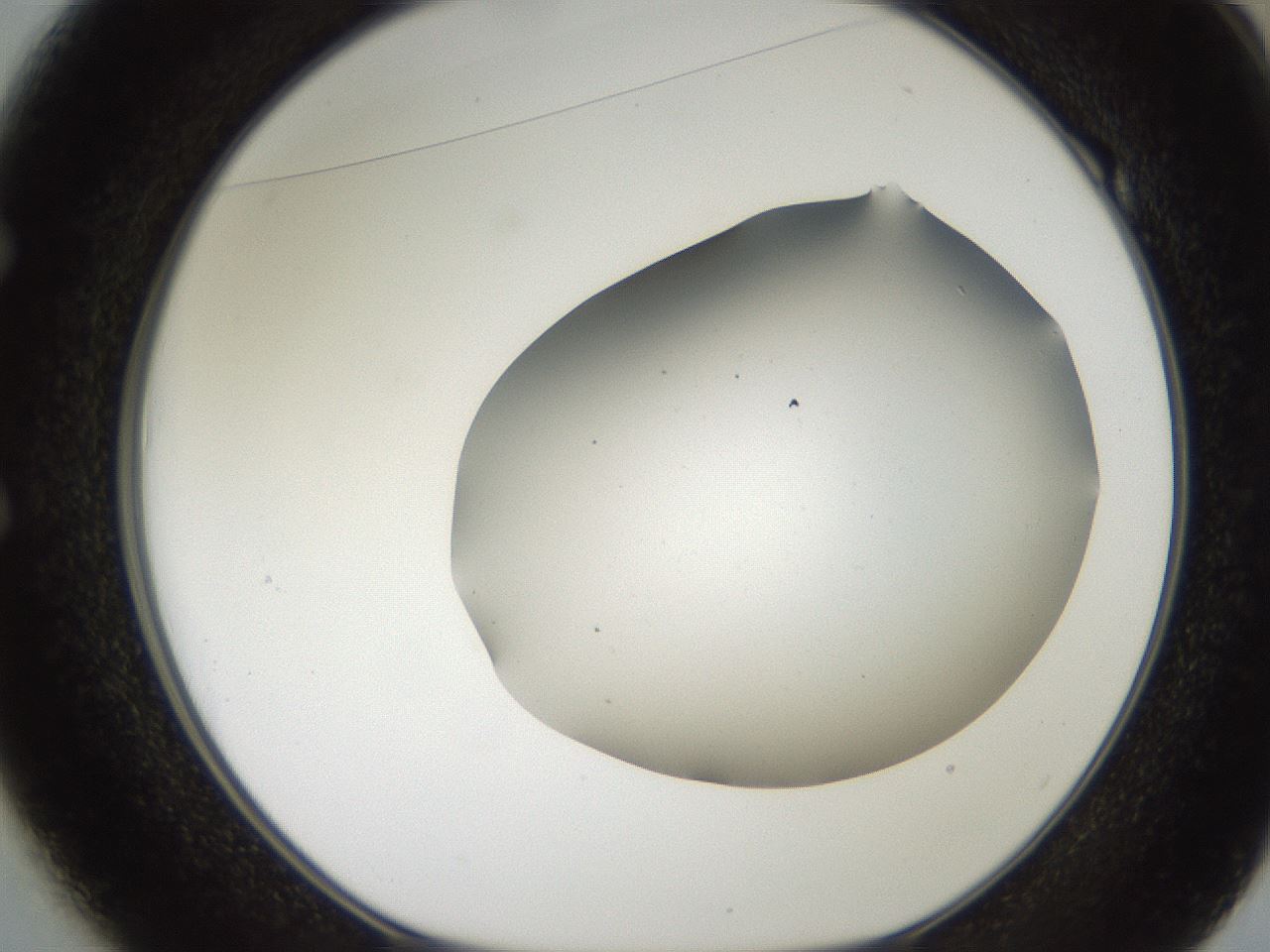folderID564_plateID2564_batchID13022_wellNum49_profileID1_d1_r195417_ef.jpg