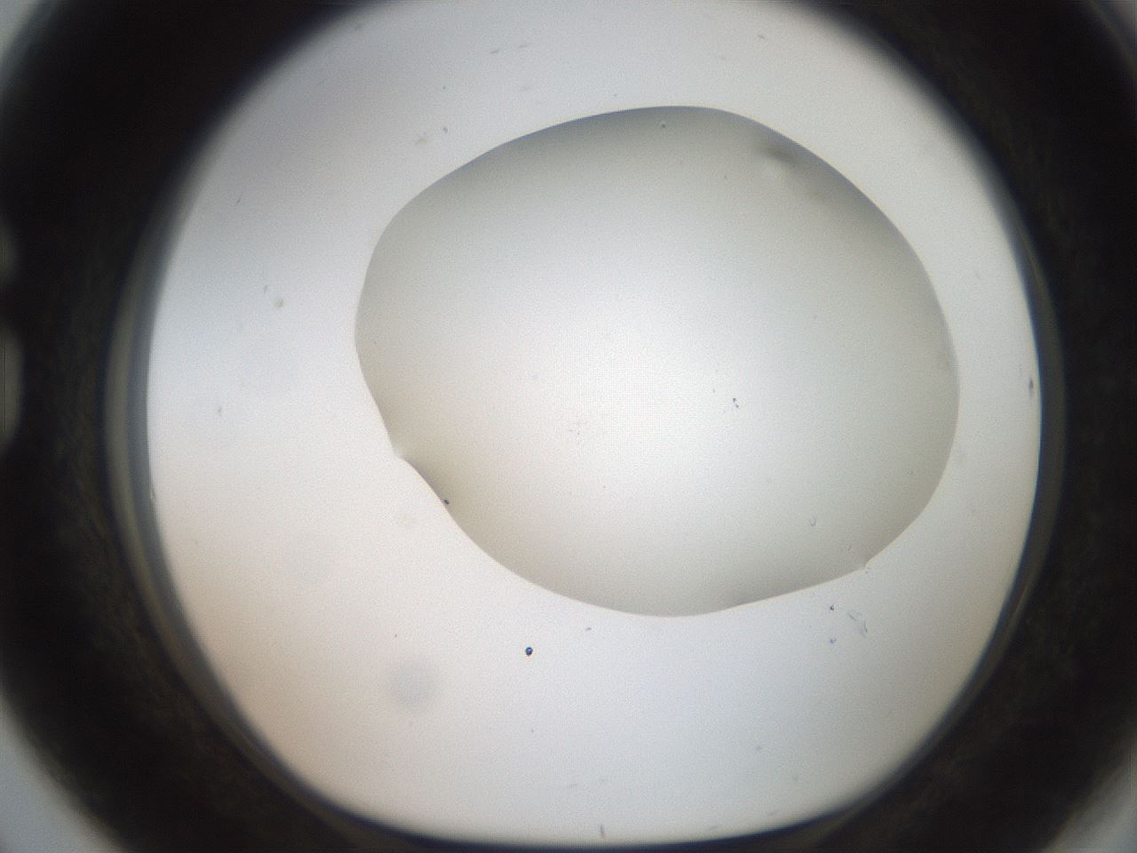 folderID564_plateID2564_batchID13022_wellNum80_profileID1_d1_r195448_ef.jpg