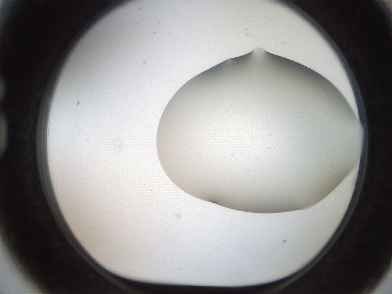 folderID564_plateID2564_batchID13022_wellNum81_profileID1_d1_r195449_ef.jpg