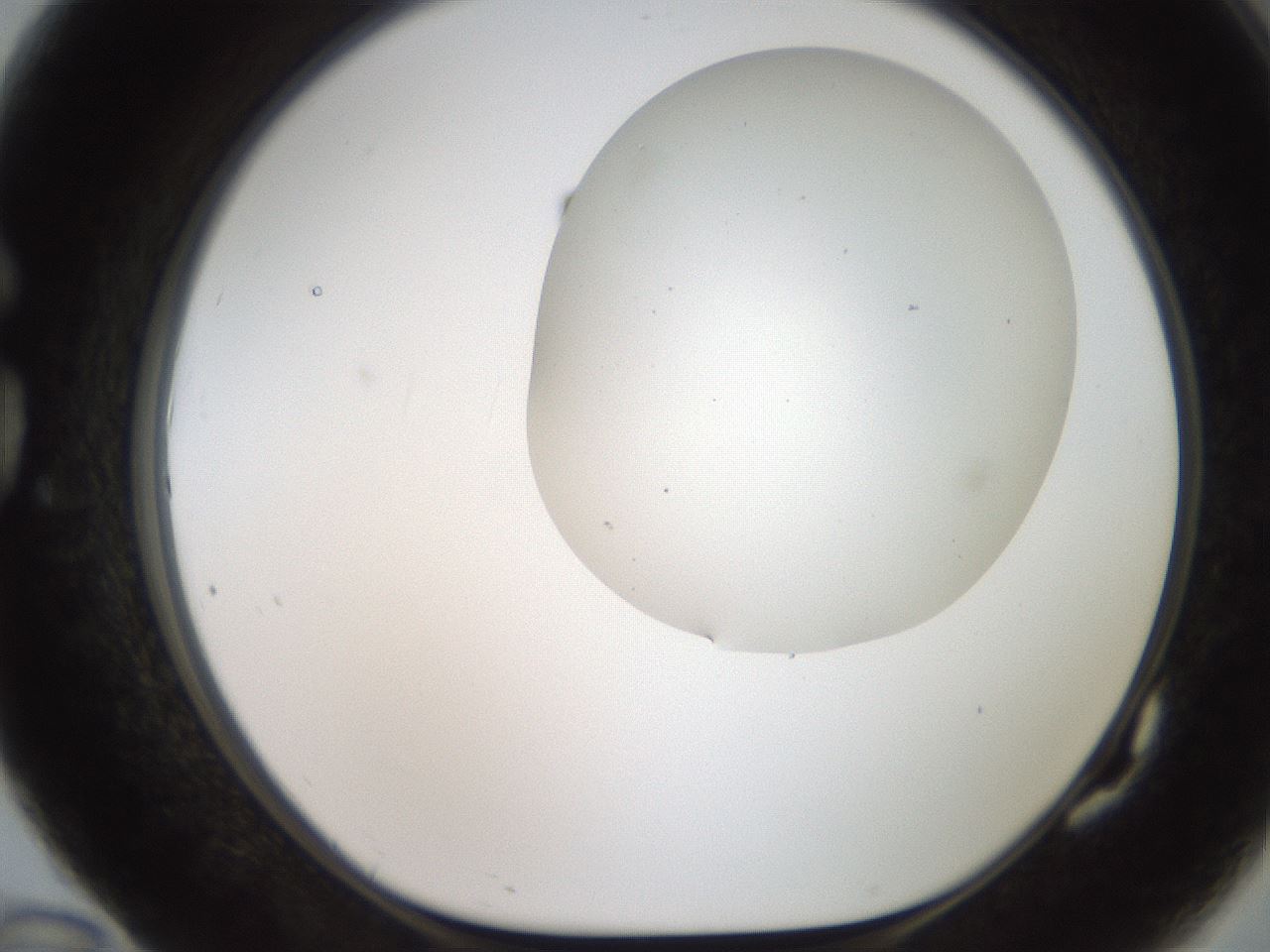 folderID564_plateID2564_batchID13022_wellNum82_profileID1_d1_r195450_ef.jpg