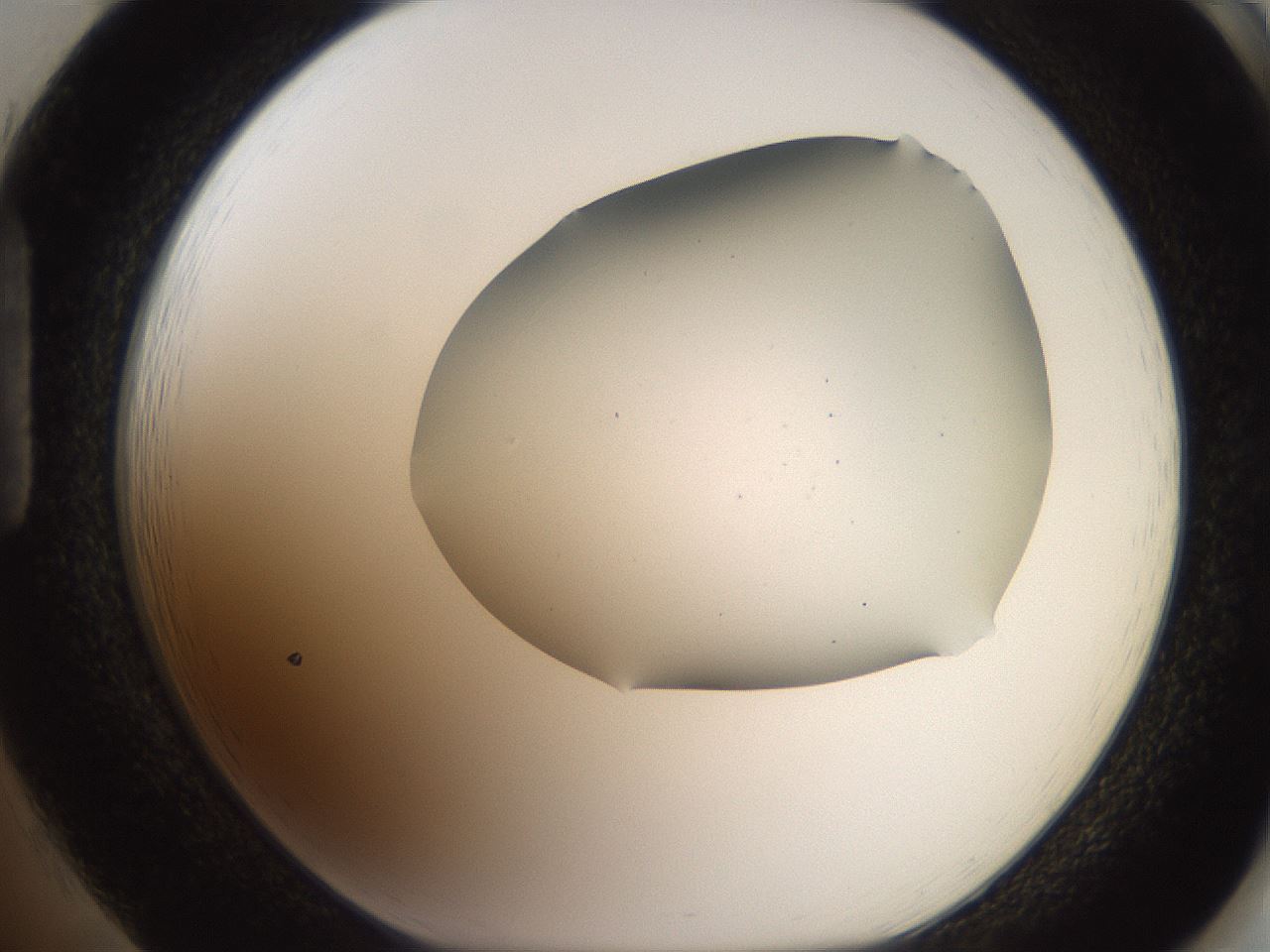 folderID564_plateID2564_batchID13022_wellNum85_profileID1_d1_r195453_ef.jpg
