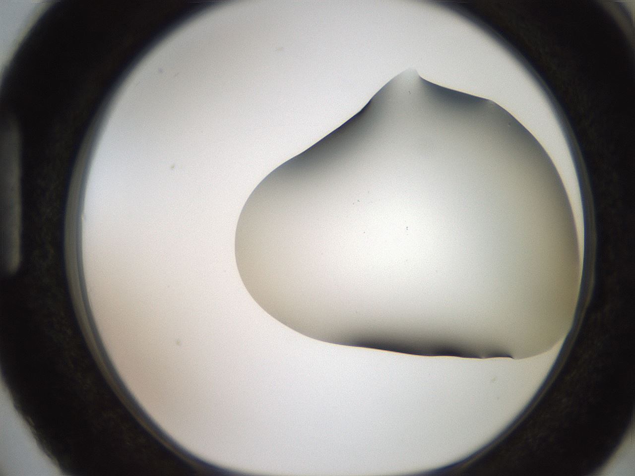 folderID564_plateID2564_batchID13022_wellNum87_profileID1_d1_r195455_ef.jpg