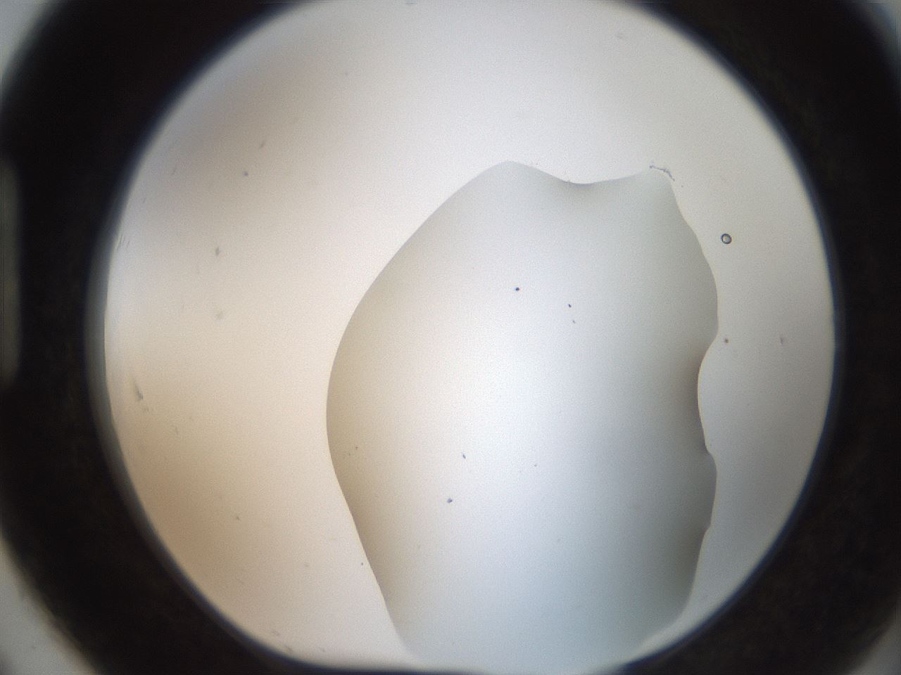 folderID564_plateID2564_batchID13022_wellNum91_profileID1_d1_r195459_ef.jpg