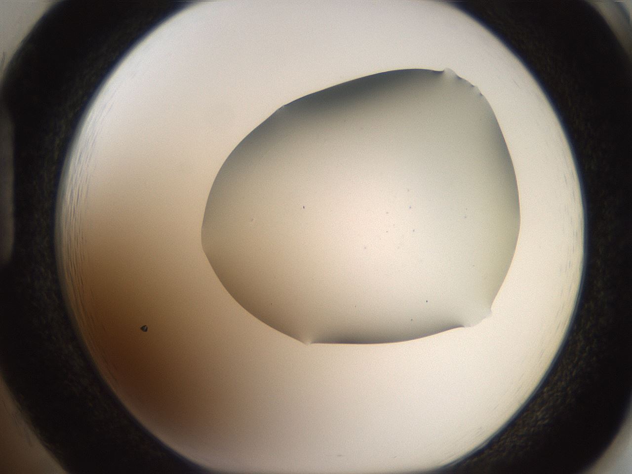 folderID564_plateID2564_batchID12853_wellNum85_profileID1_d1_r195453_ef.jpg