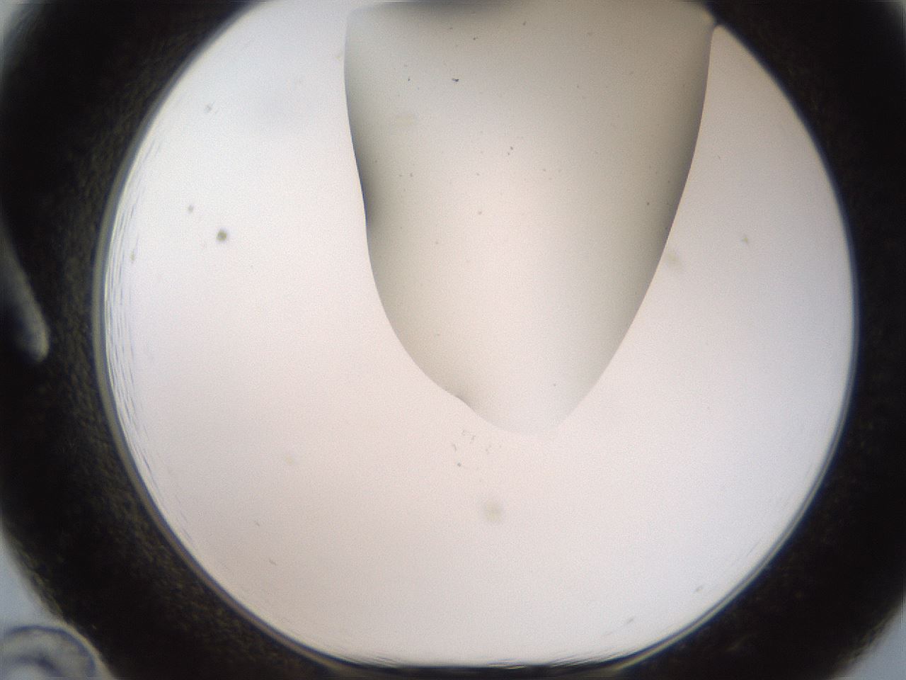 folderID564_plateID2564_batchID13022_wellNum12_profileID1_d1_r195380_ef.jpg