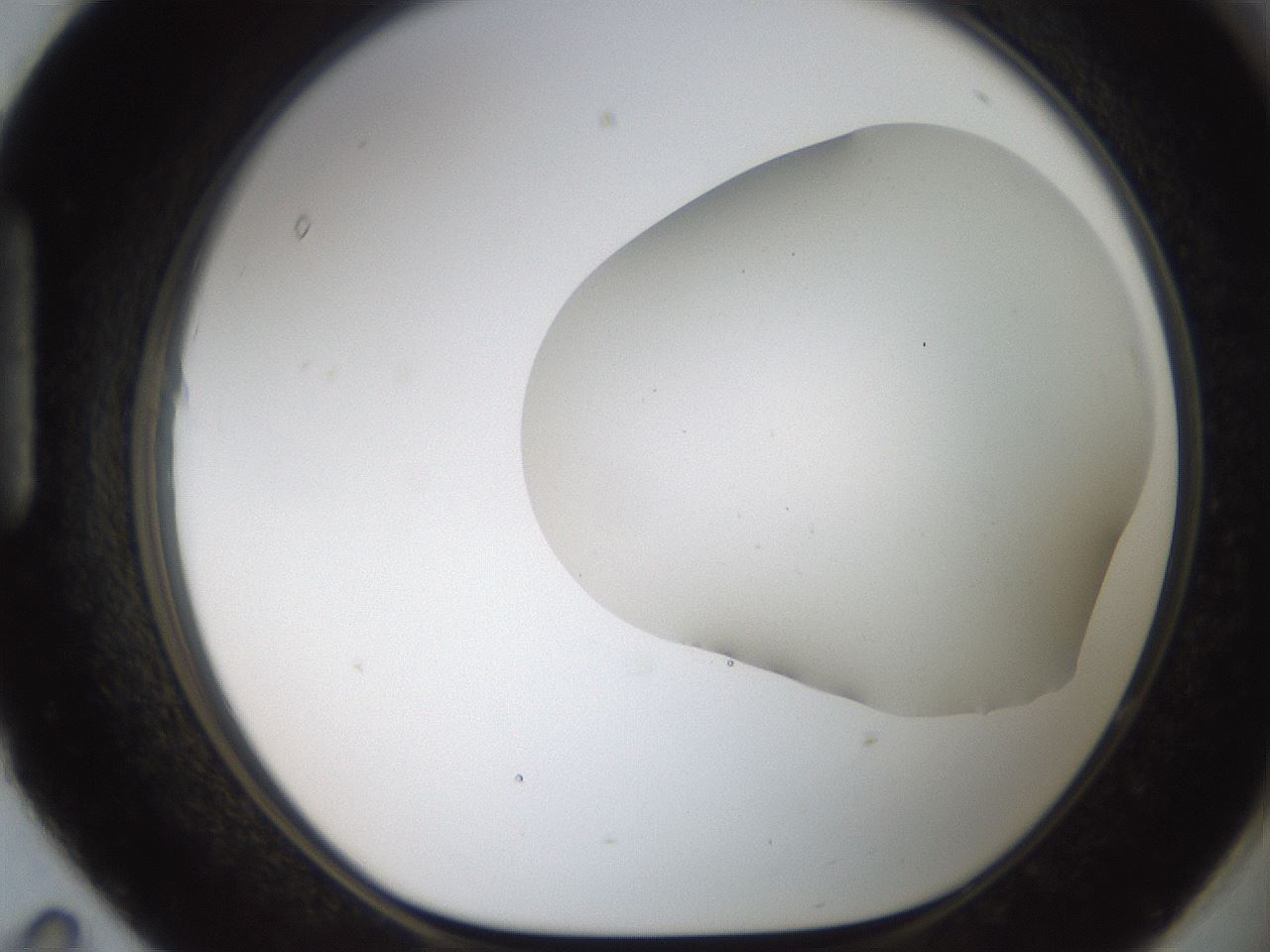 folderID564_plateID2564_batchID13022_wellNum95_profileID1_d1_r195463_ef.jpg