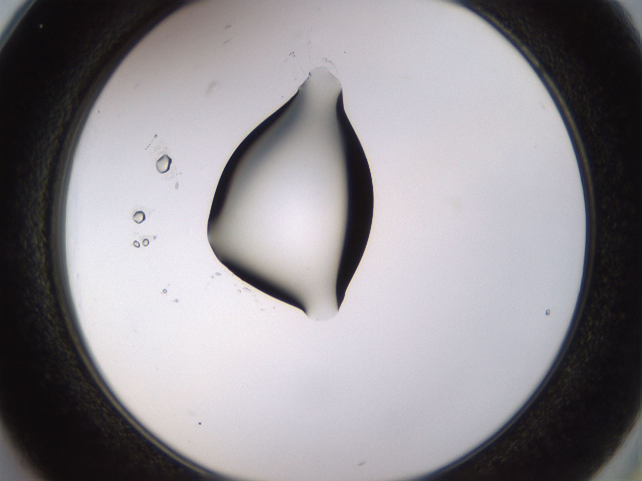 folderID565_plateID1565_batchID6312_wellNum25_profileID1_d2_r102085_ef.jpg