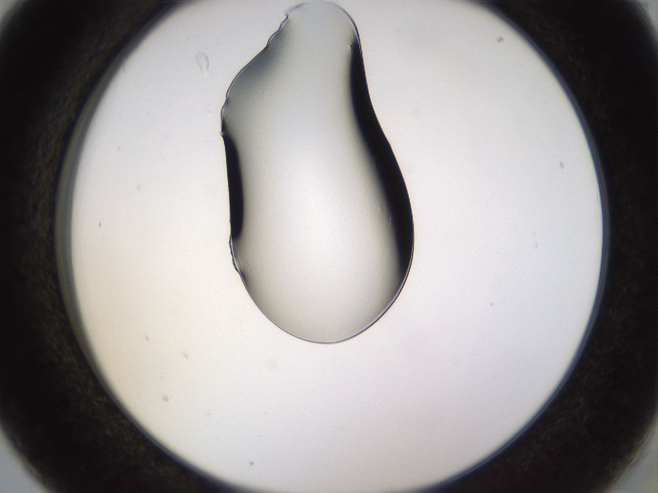 folderID565_plateID1565_batchID6312_wellNum5_profileID1_d2_r102045_ef.jpg