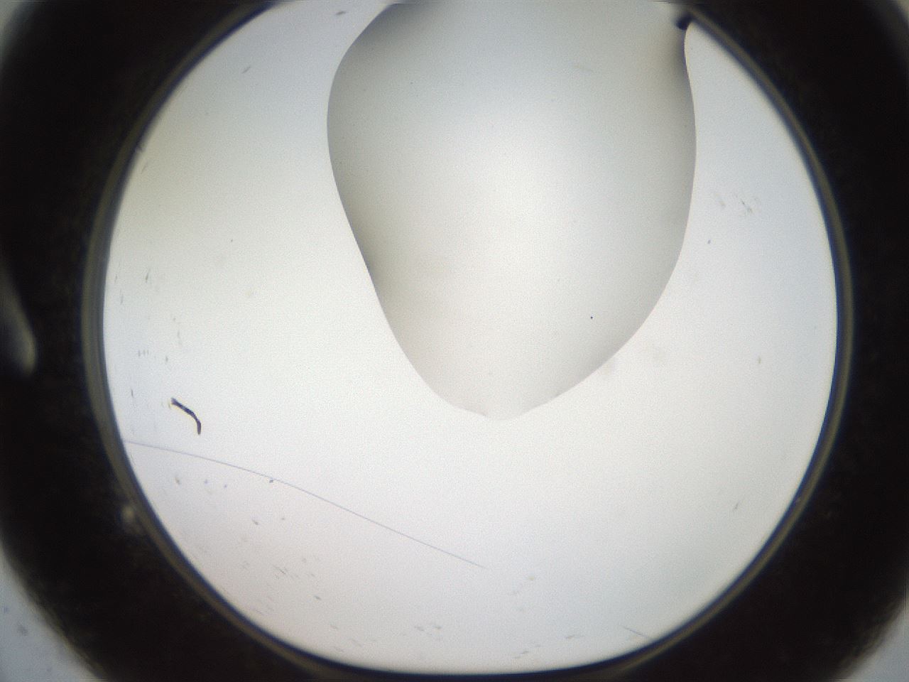 folderID564_plateID2564_batchID13022_wellNum9_profileID1_d1_r195377_ef.jpg