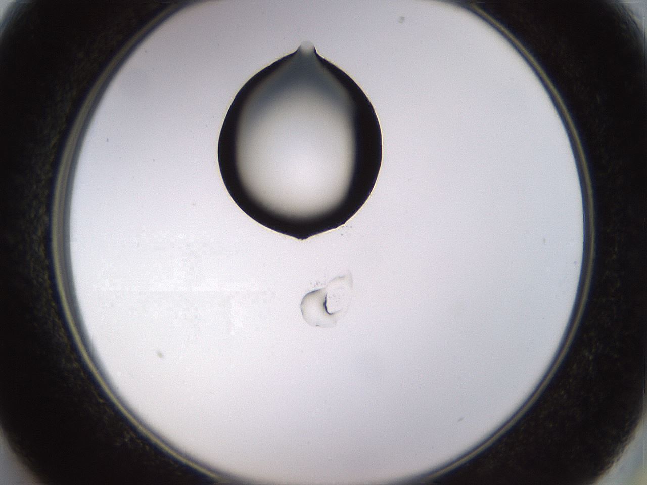 folderID565_plateID1565_batchID6312_wellNum13_profileID1_d2_r102061_ef.jpg