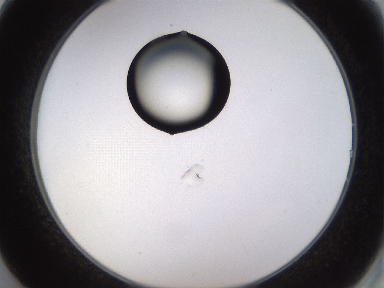 folderID565_plateID1565_batchID6312_wellNum14_profileID1_d2_r102063_ef.jpg