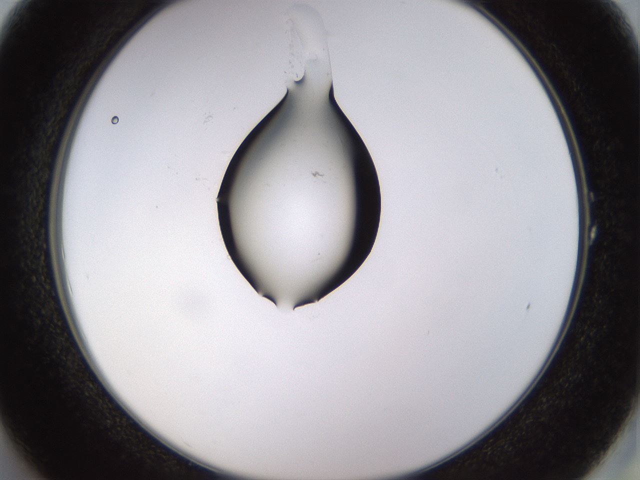 folderID565_plateID1565_batchID6312_wellNum1_profileID1_d2_r102037_ef.jpg