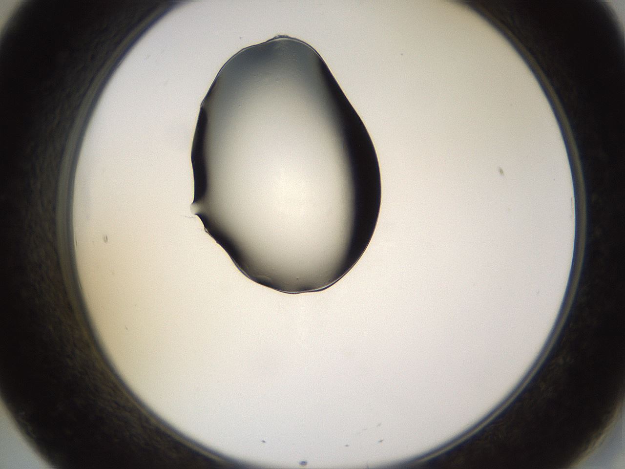 folderID565_plateID1565_batchID6312_wellNum20_profileID1_d2_r102075_ef.jpg