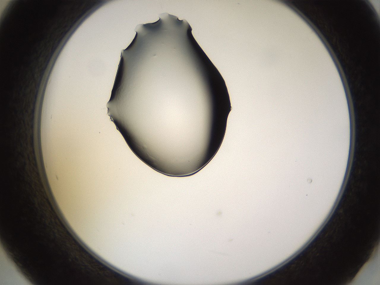folderID565_plateID1565_batchID6312_wellNum21_profileID1_d2_r102077_ef.jpg