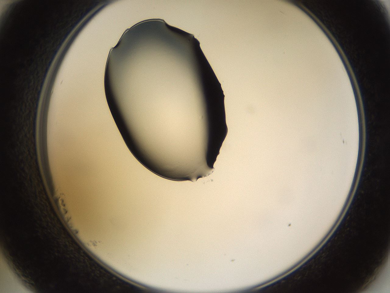 folderID565_plateID1565_batchID6312_wellNum23_profileID1_d2_r102081_ef.jpg