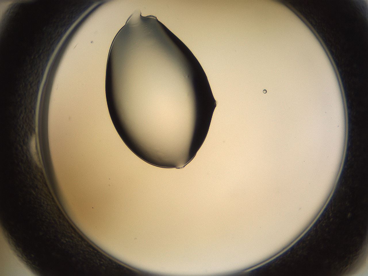 folderID565_plateID1565_batchID6312_wellNum24_profileID1_d2_r102083_ef.jpg
