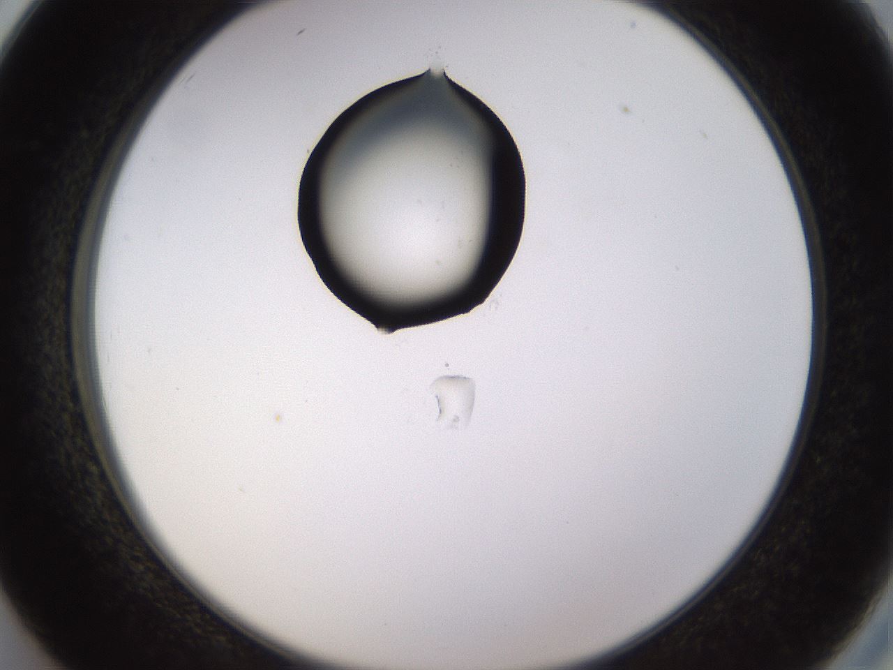 folderID565_plateID1565_batchID6312_wellNum26_profileID1_d2_r102087_ef.jpg
