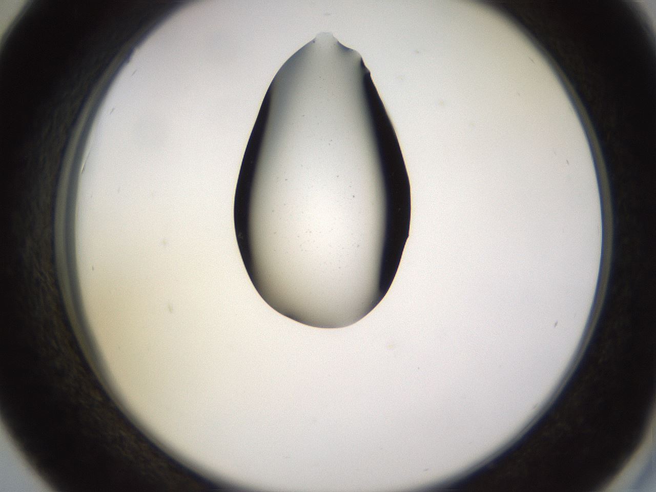 folderID565_plateID1565_batchID6312_wellNum42_profileID1_d2_r102119_ef.jpg