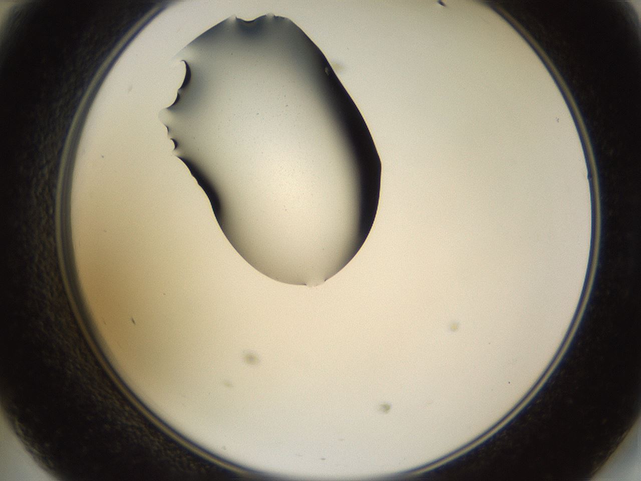 folderID565_plateID1565_batchID6312_wellNum47_profileID1_d2_r102129_ef.jpg