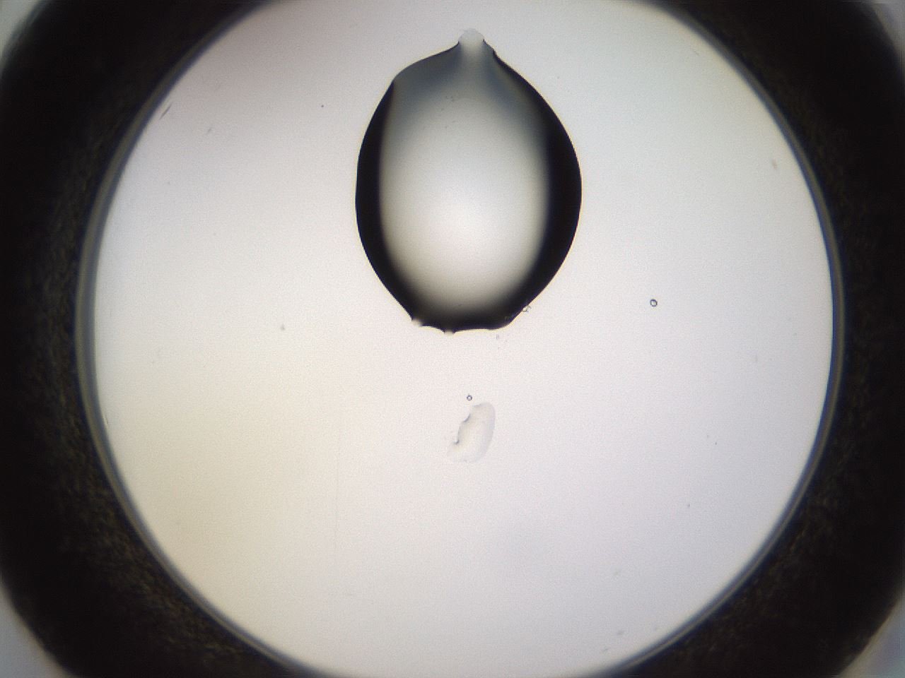 folderID565_plateID1565_batchID6312_wellNum50_profileID1_d2_r102135_ef.jpg