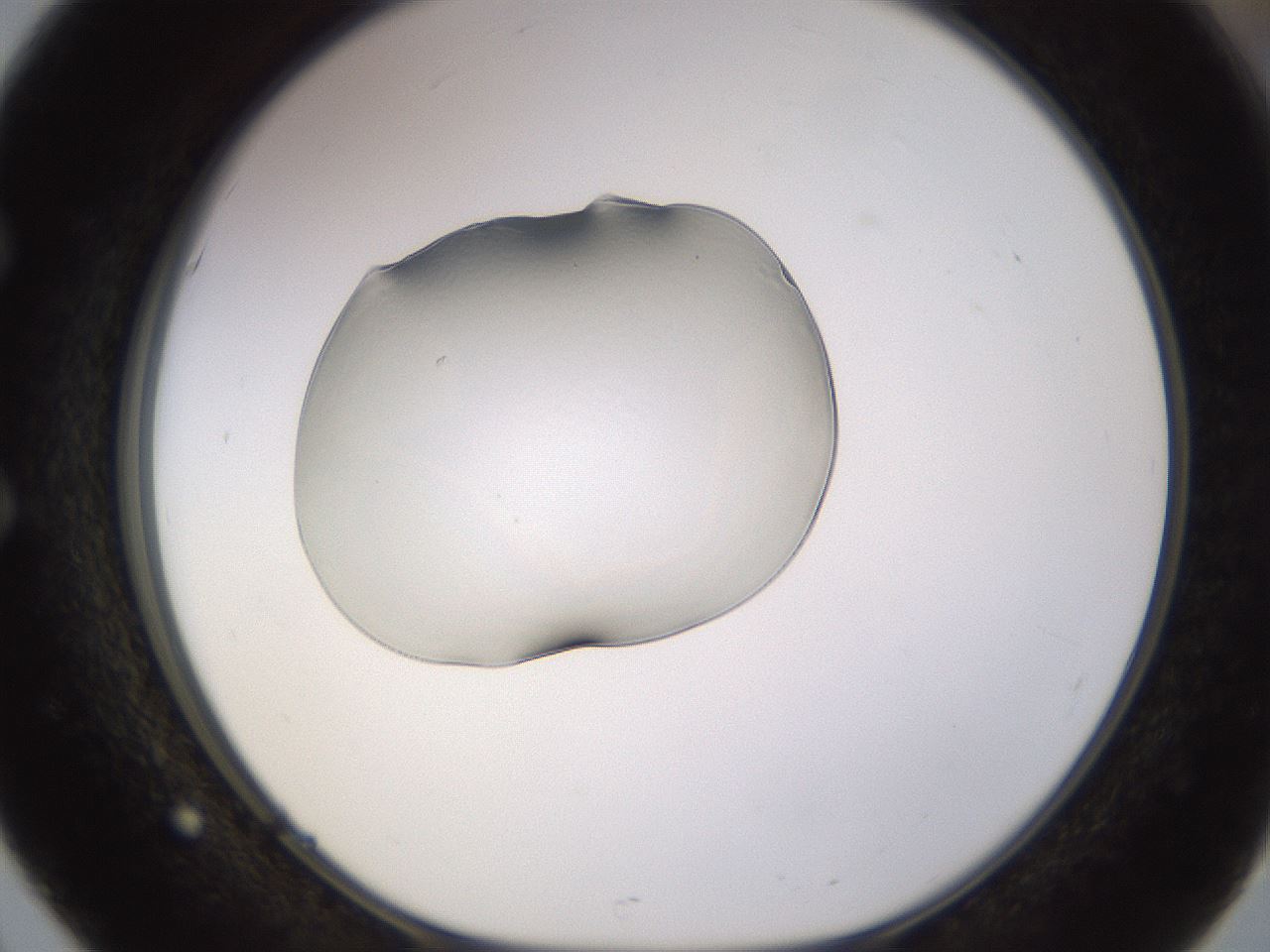 folderID565_plateID1565_batchID6312_wellNum51_profileID1_d1_r102136_ef.jpg